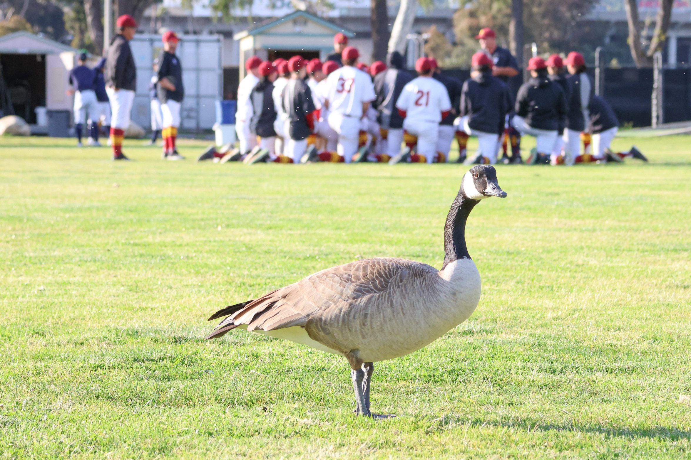 The Rally Goose decided to pose postgame for PCC sports photographer Richard Quinton while the Lancers met as a flock behind him.